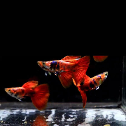 Live Fancy Guppy Fish Premium Quality Black Red Tiger Guppy – Direct from Farm