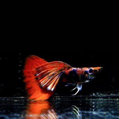 Live Fancy Guppy Fish Premium Quality Black Red Tiger Guppy – Direct from Farm