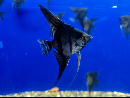 Live Freshwater Aquarium Black Angelfish, Medium Size - Direct from Farm