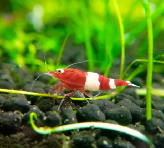 Live Freshwater Aquarium Shrimp Red King Kong (Caridina)