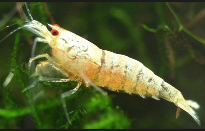 Live Freshwater Aquarium Shrimp Golden Bee (Caridina)