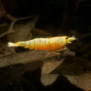 Live Freshwater Aquarium Shrimp Golden Bee (Caridina)