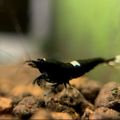 Live Freshwater Aquarium Shrimp Black King Kong Extreme (Caridina)