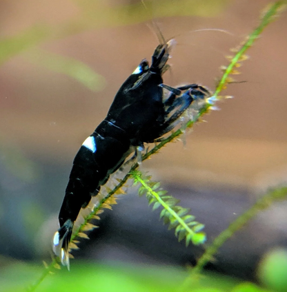 Live Freshwater Aquarium Shrimp Black King Kong Extreme (Caridina)