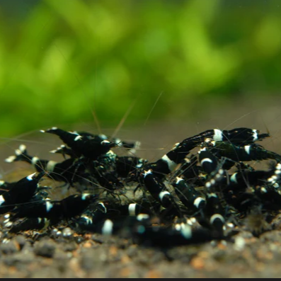 Live Freshwater Aquarium Shrimp Black King Kong Extreme (Caridina)