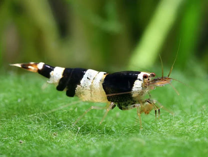 Live Freshwater Aquarium Shrimp Crystal Black Shrimp (Caridina)