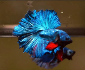 Royal Blue Over Halfmoon Rosetail Male Betta Fish (Our Choice)