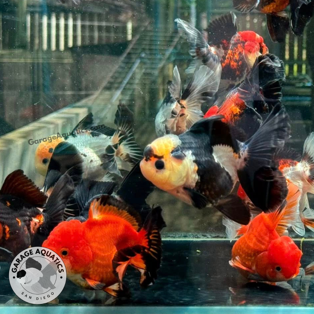 Live Fancy Goldfish Premium Thai Oranda, 2" Body Mix Color (Our Choice)
