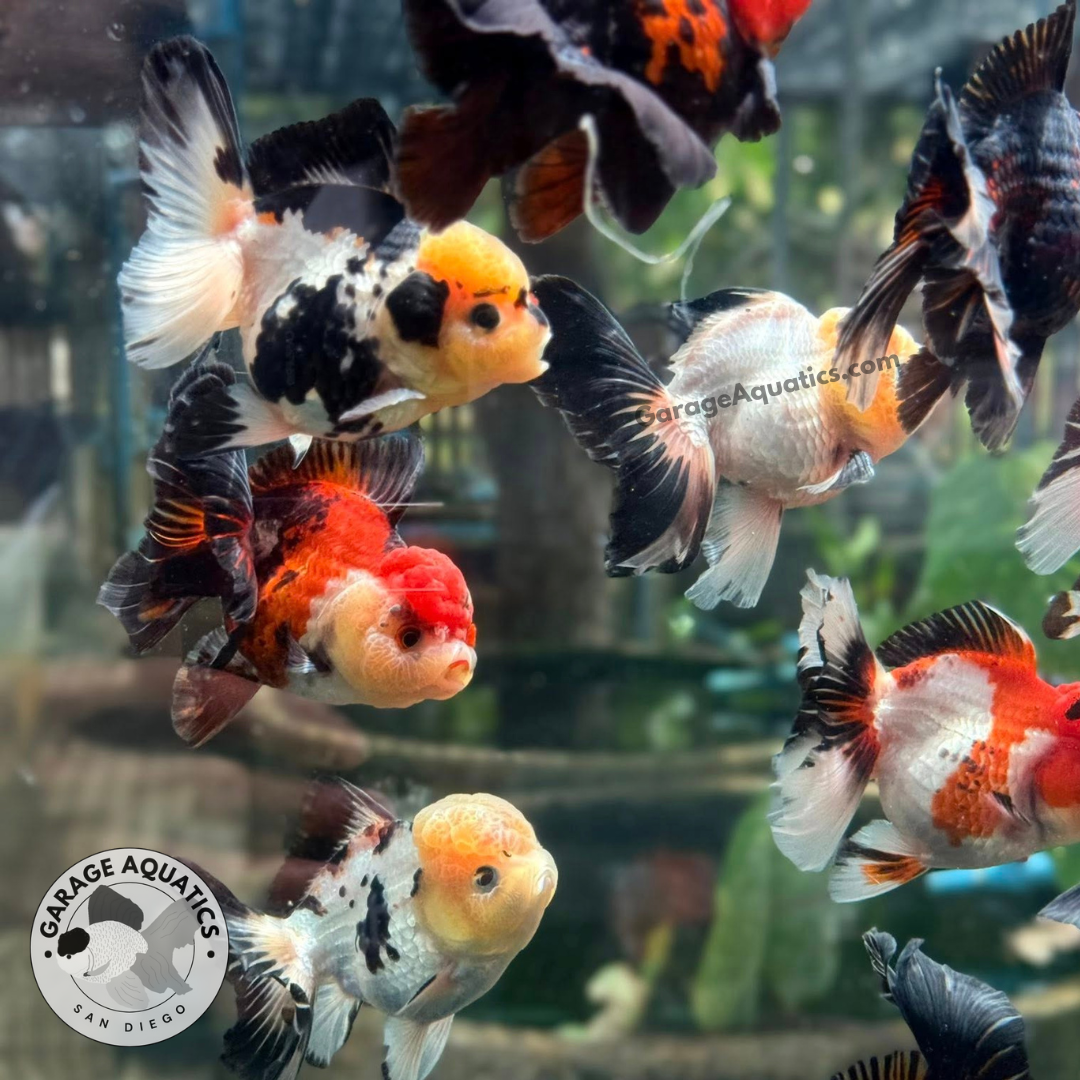 Live Fancy Goldfish Premium Thai Oranda, 2" Body Mix Color (Our Choice)