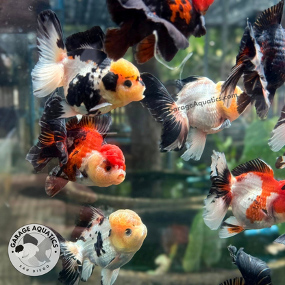 Live Fancy Goldfish Premium Thai Oranda, 2" Body Mix Color (Our Choice)