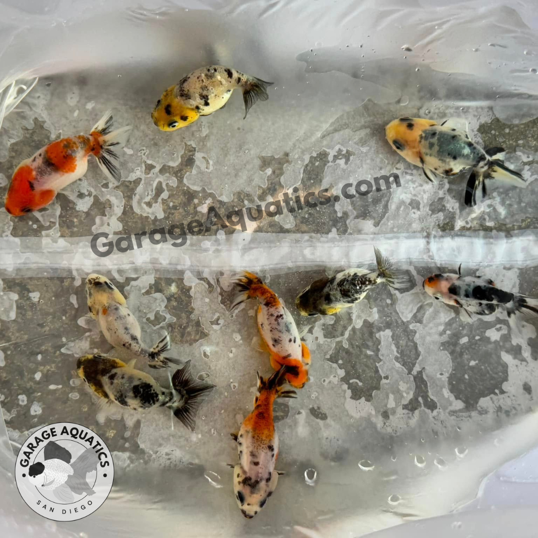 Live Premium Fancy Goldfish Thai Lionchu Pack of 3 Exclusive Color Mix 2.5"–2.8" Body (Our Choice)