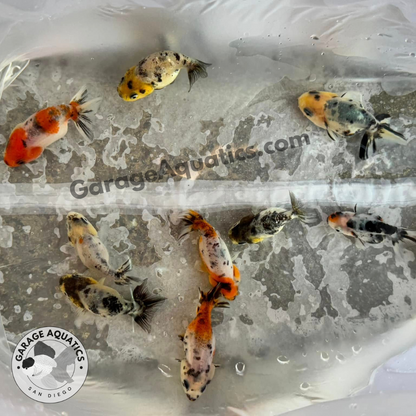 Live Premium Fancy Goldfish Thai Lionchu Pack of 3 Exclusive Color Mix 2.5"–2.8" Body (Our Choice)