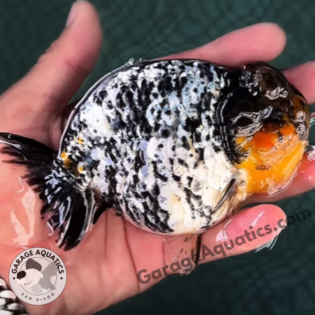 Live Fancy Goldfish For Sale - White Tiger Calico Ranchu 2