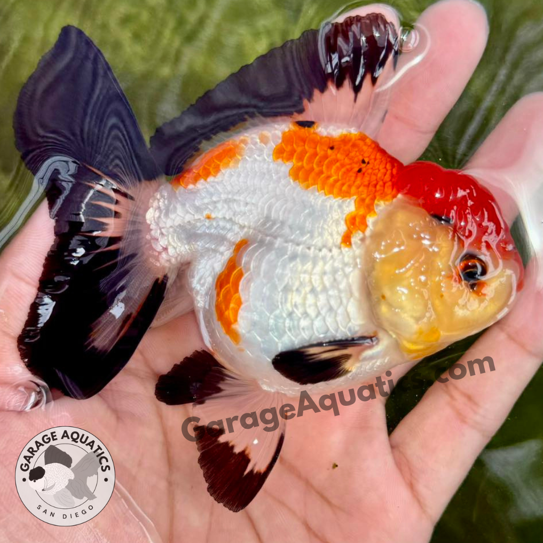 Live Premium Fancy Goldfish Thai Oranda Mix Color 2-3.5" body (Our Choice)