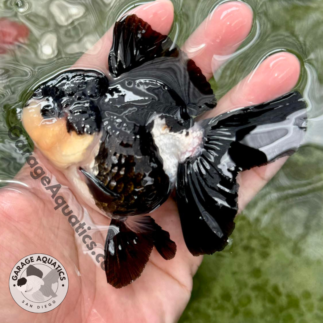 Live Premium Fancy Goldfish Thai Oranda Mix Color 2-3.5" body (Our Choice)