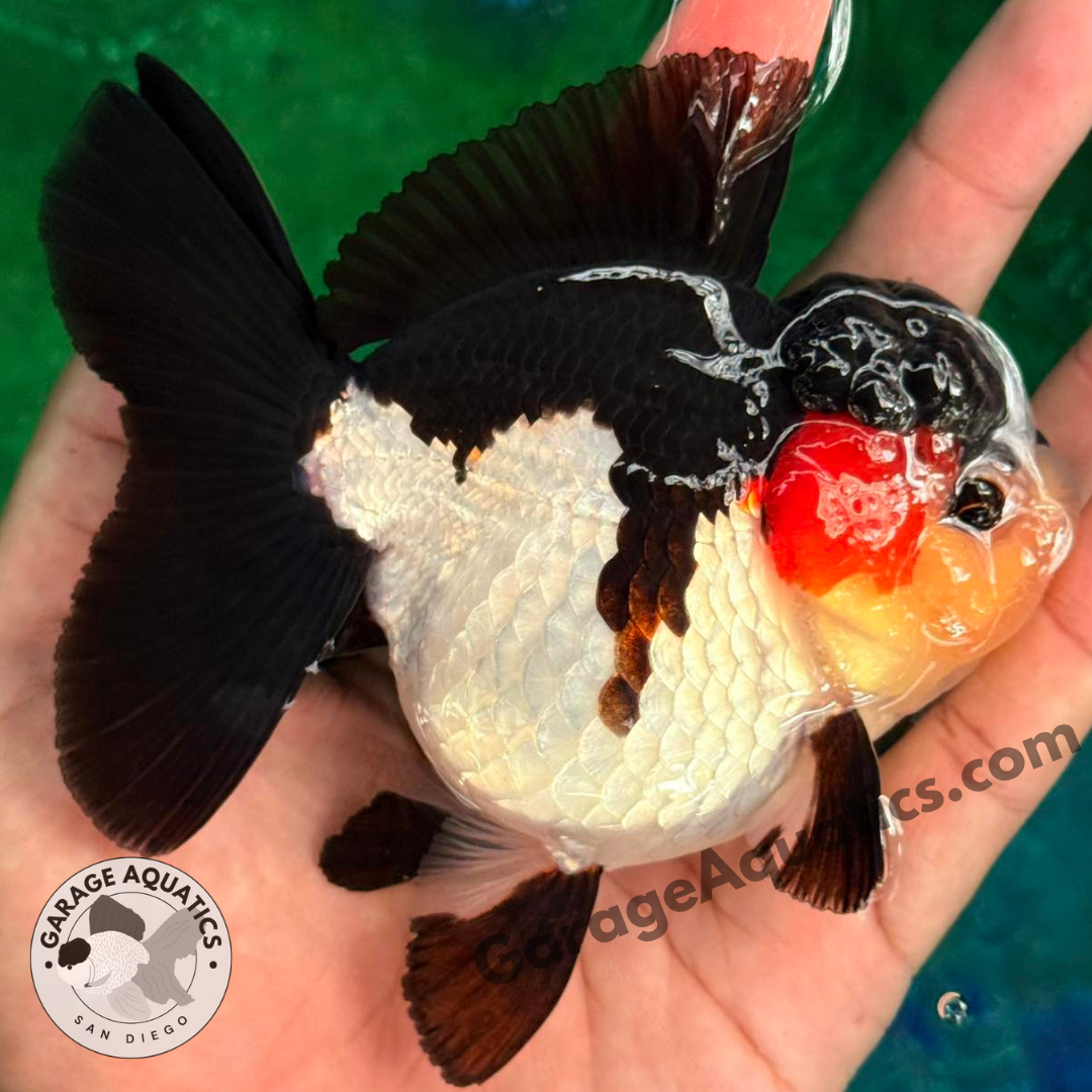 Live Premium Fancy Goldfish Thai Oranda Mix Color 2-3.5" body (Our Choice)