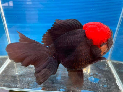 Live Fancy Goldfish – Premium Select Short Body Thai Oranda (Red Cap, Black Body) – Small Breed, 2.5"-3.5" Direct from Farm (Our Choice)