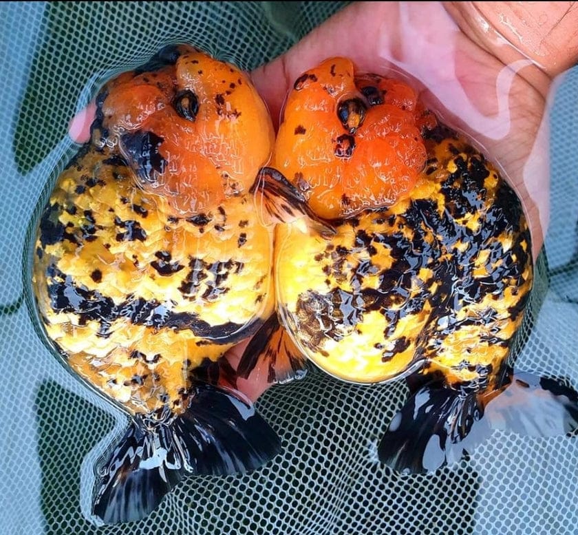Live Fancy Goldfish Premium Select Our Choice Big Head Thai Red Lionchu Tiger – Direct from Farm
