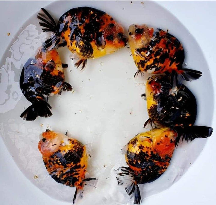 Thai High-Quality Ranchu For Sale - Garage Aquatics