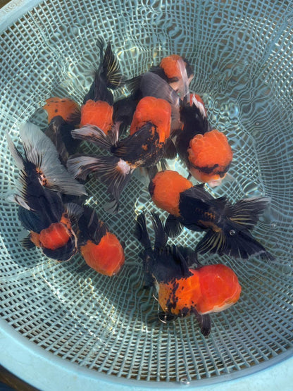 Live Fancy Goldfish – Premium Select Short Body Thai Oranda (Red Cap, Black Body) – Small Breed, 2.5"-3.5" Direct from Farm (Our Choice)