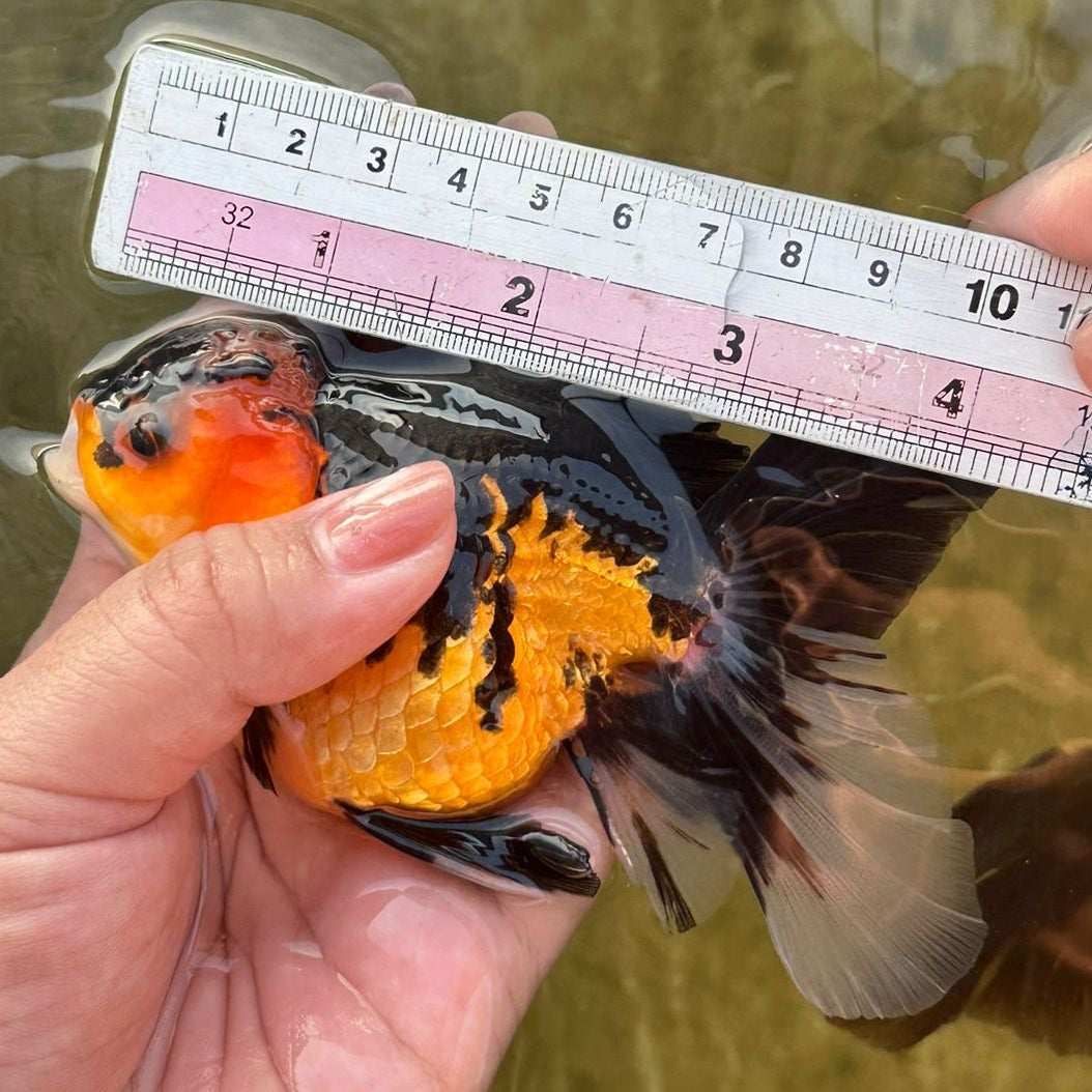 Live Premium Fancy Goldfish Thai Oranda Apache 3.5” body Male 7 Months (JC-115) BlackTub