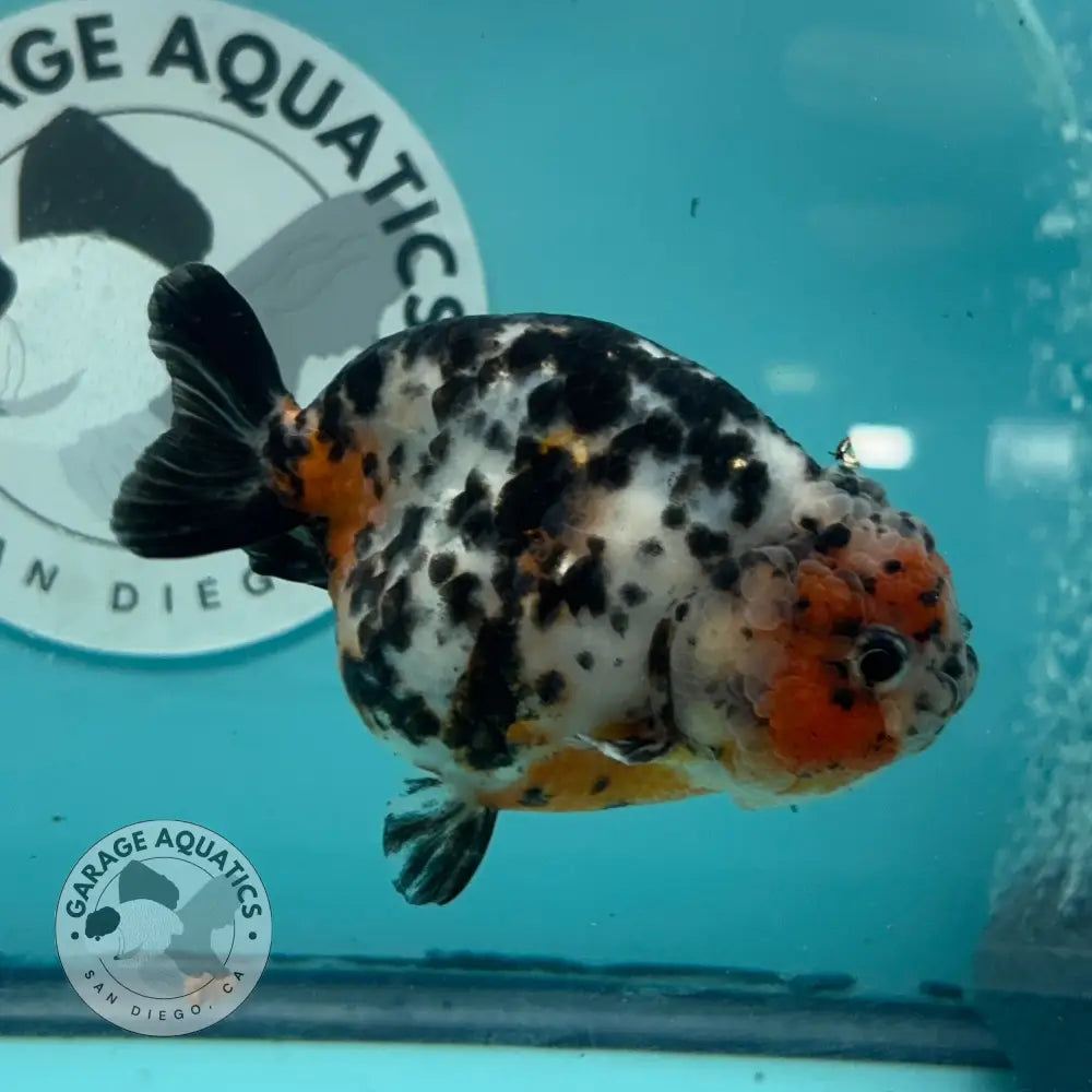 Chinese Ranchu Cow 3.5’’ Male (CHN-001) - GOLDFISH