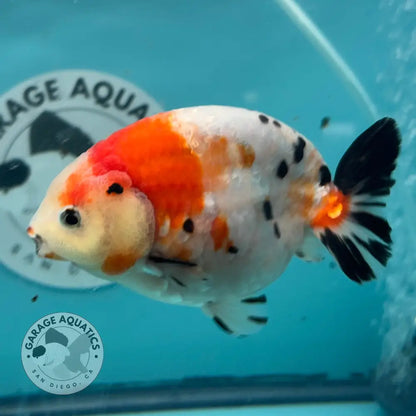 Chinese Ranchu Cow 3.5’’ Male (CHN-002) - GOLDFISH