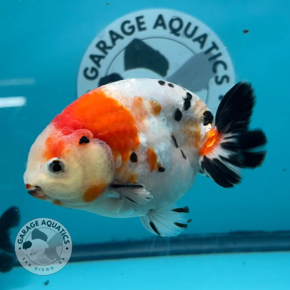 Chinese Ranchu Cow 3.5’’ Male (CHN-002) - GOLDFISH
