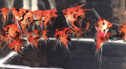 Live Fancy Fish – Red Devil (Super Red) Angel Fish, Rare Line-Bred Pterophyllum Scalare – Direct from Farm