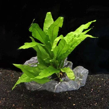 Java Pot Java Fern - POT For Sale – Garage Aquatics