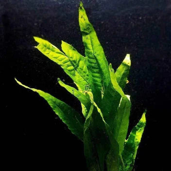 Java Fern - POT For Sale – Garage Aquatics