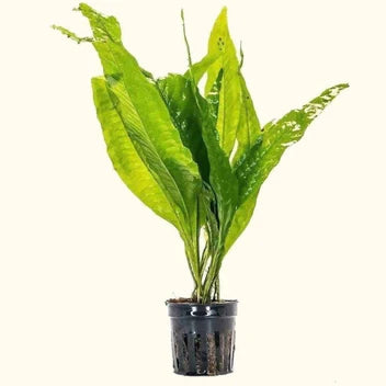 Java Fern