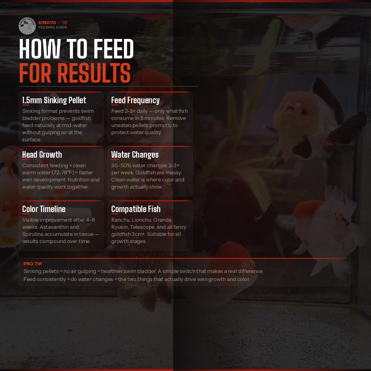 Kingyo 金魚 | Premium Goldfish Food | Sinking Pellet | Head Growth + Color | Krill Meal + Astaxanthin | Garage Aquatics