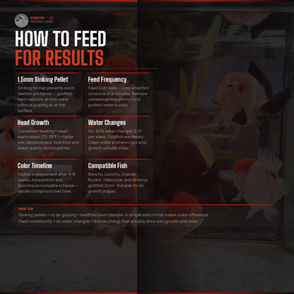 Kingyo 金魚 | Premium Goldfish Food | Sinking Pellet | Head Growth + Color | Krill Meal + Astaxanthin | Garage Aquatics