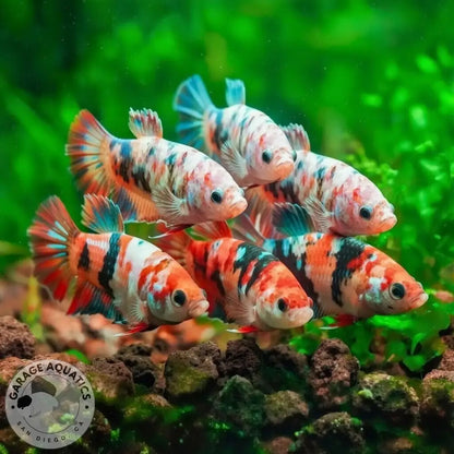 Koi Nemo Female Betta Sorority Pack BETTA
