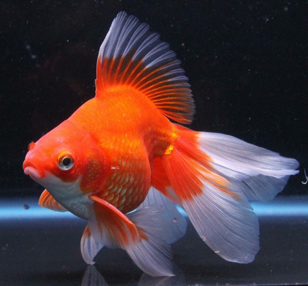 Assorted Premium Red& White Ryukins (3-4 inches) - Vibrant and Healthy Fancy Goldfish