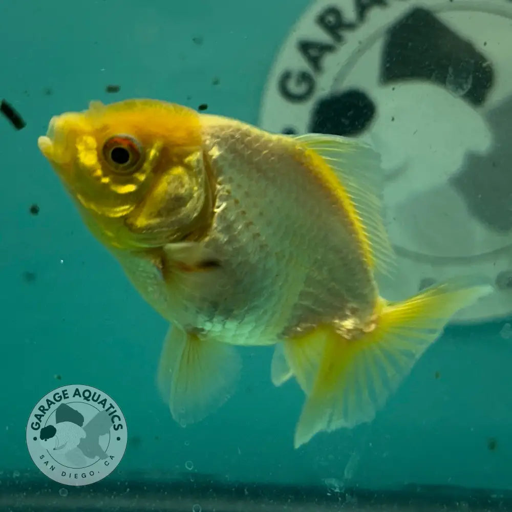 Lemon Head White Thai Yuanbao Oranda Goldfish 2.5’’ Body Male (NPC-110) - GOLDFISH