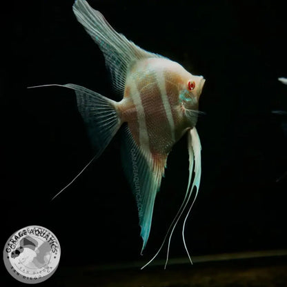 Live Fancy Fish – Albino Dantum Angel Fish VIP Grade Rare Line-Bred Pterophyllum Scalare (Our Choice) - Angelfish