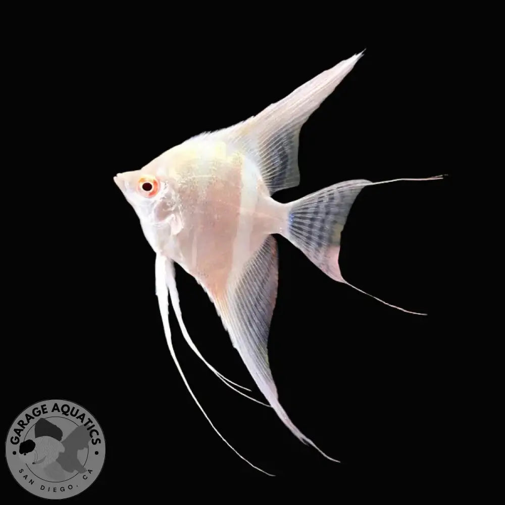 Live Fancy Fish – Albino Dantum Angel Fish VIP Grade Rare Line-Bred Pterophyllum Scalare (Our Choice) - Angelfish