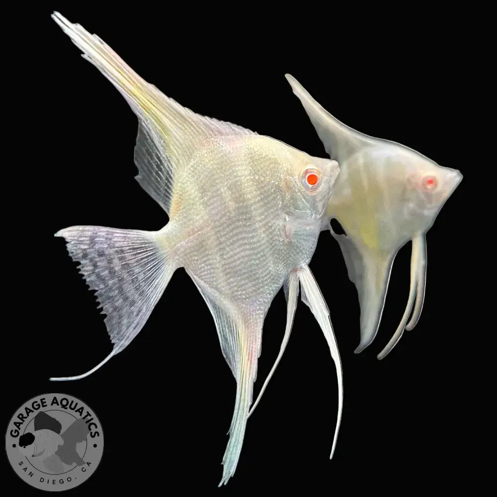 Live Fancy Fish – Albino Dantum Angel Fish VIP Grade Rare Line-Bred Pterophyllum Scalare (Our Choice) - Angelfish