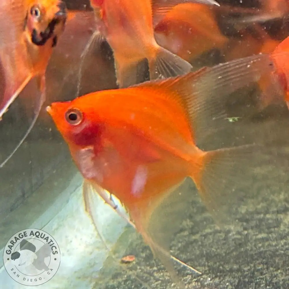 Live Fancy Fish – Sunset Angelfish – Rare Line-Bred Pterophyllum scalare (Our Choice) Sunset / Small Angelfish