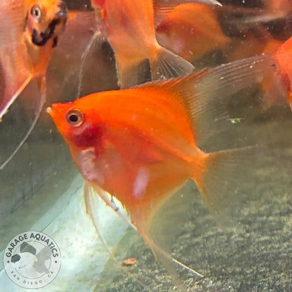 Live Fancy Fish – Sunset Angelfish – Rare Line-Bred Pterophyllum scalare (Our Choice) Sunset / Small Angelfish