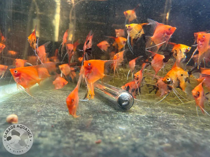 Live Fancy Fish – Sunset Angelfish – Rare Line-Bred Pterophyllum scalare (Our Choice) Sunset / Small Angelfish