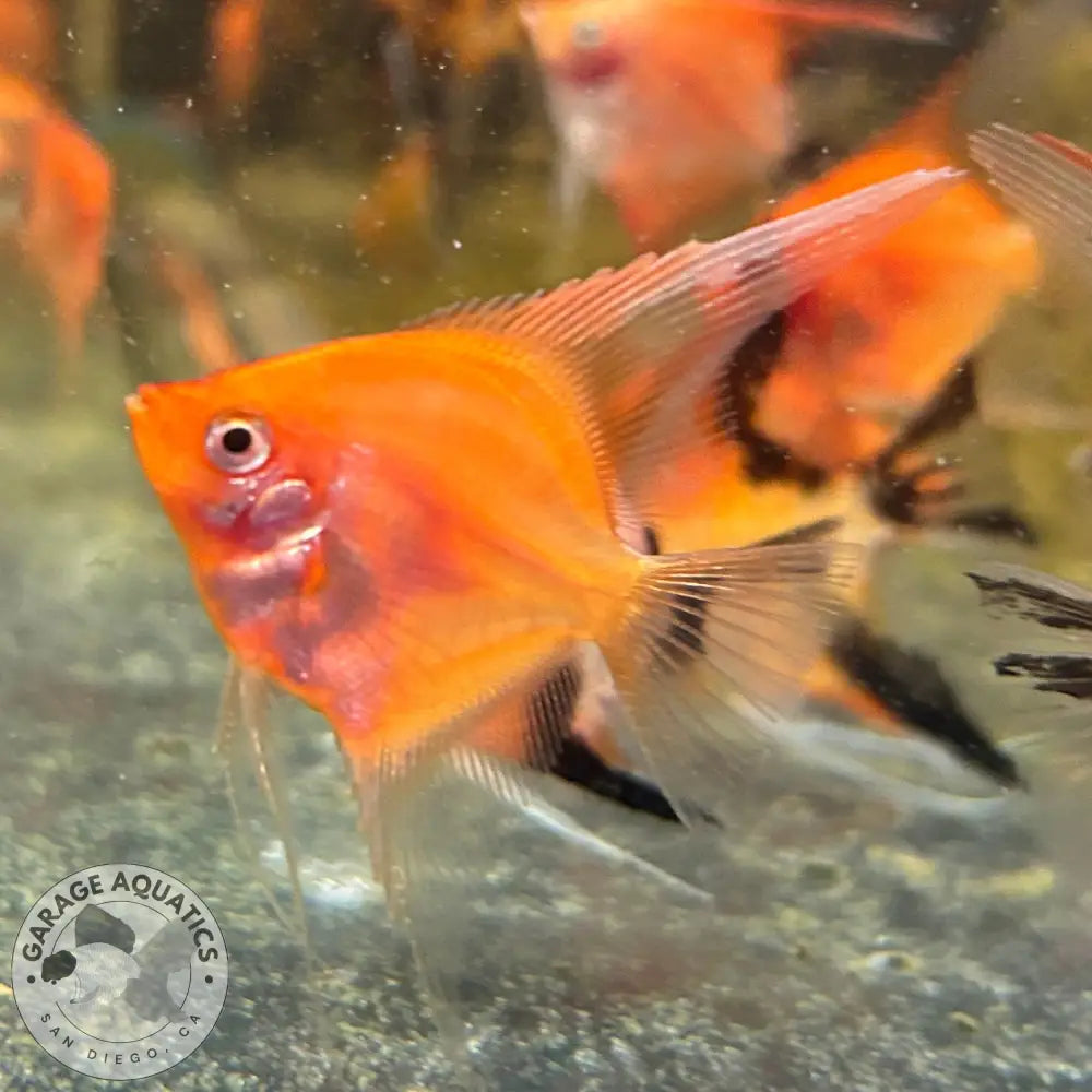 Live Fancy Fish – Sunset Angelfish – Rare Line-Bred Pterophyllum scalare (Our Choice) Sunset / Small Angelfish