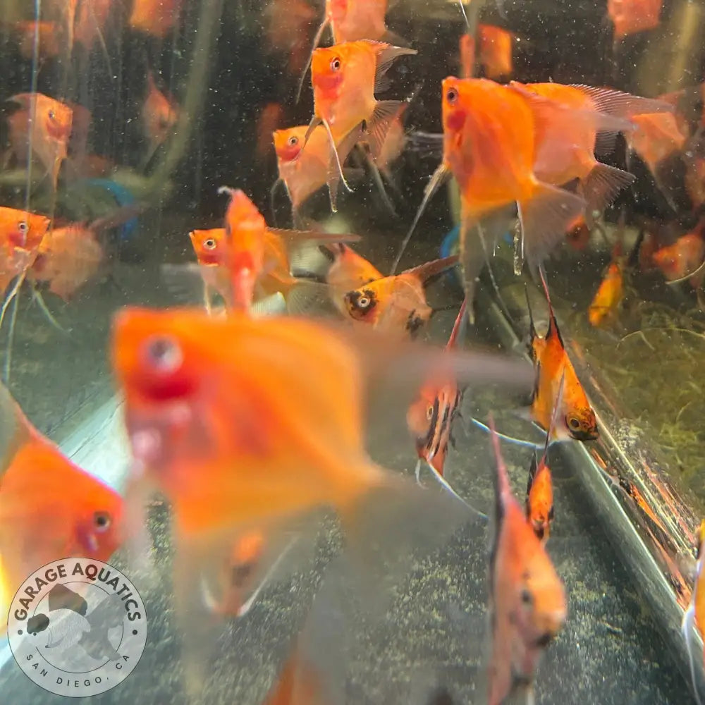 Live Fancy Fish – Sunset Angelfish – Rare Line-Bred Pterophyllum scalare (Our Choice) Sunset / Small Angelfish