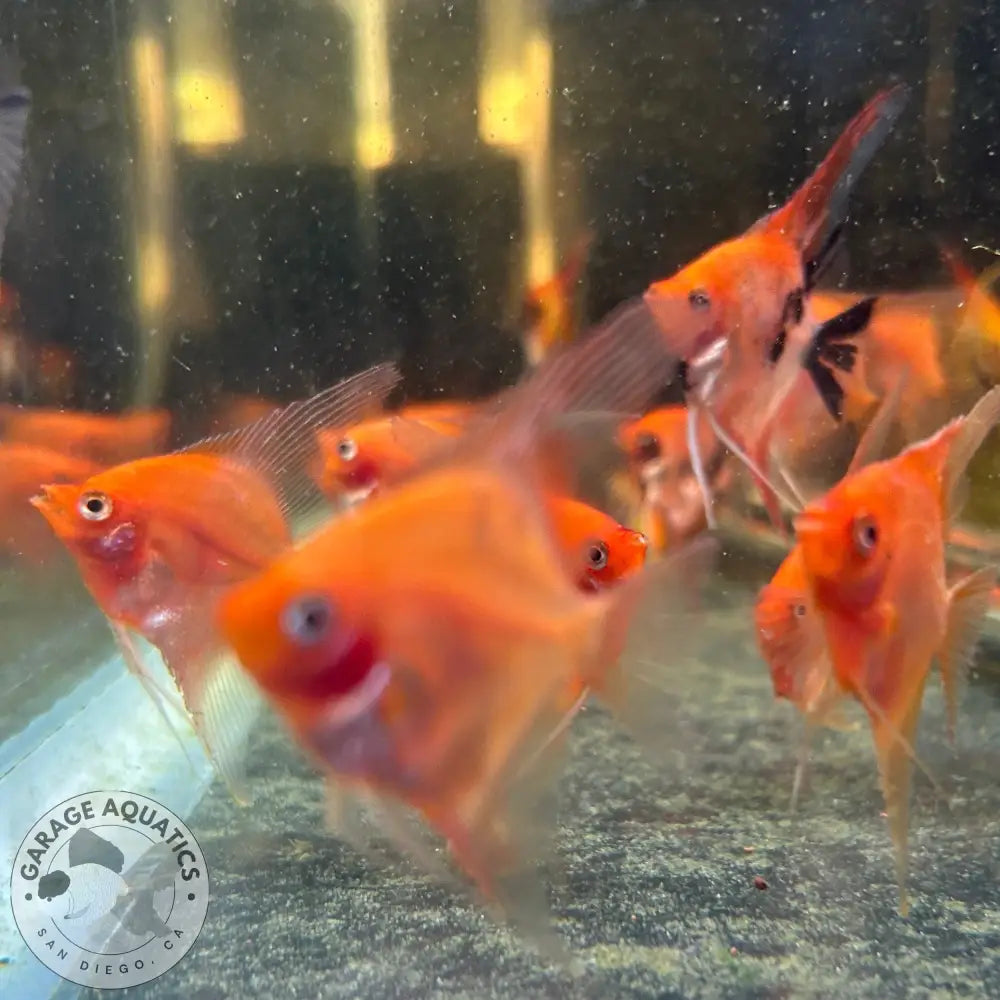 Live Fancy Fish – Sunset Angelfish – Rare Line-Bred Pterophyllum scalare (Our Choice) Sunset / Small Angelfish