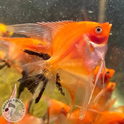 Live Fancy Fish – Sunset Angelfish – Rare Line-Bred Pterophyllum scalare (Our Choice) Sunset / Small Angelfish