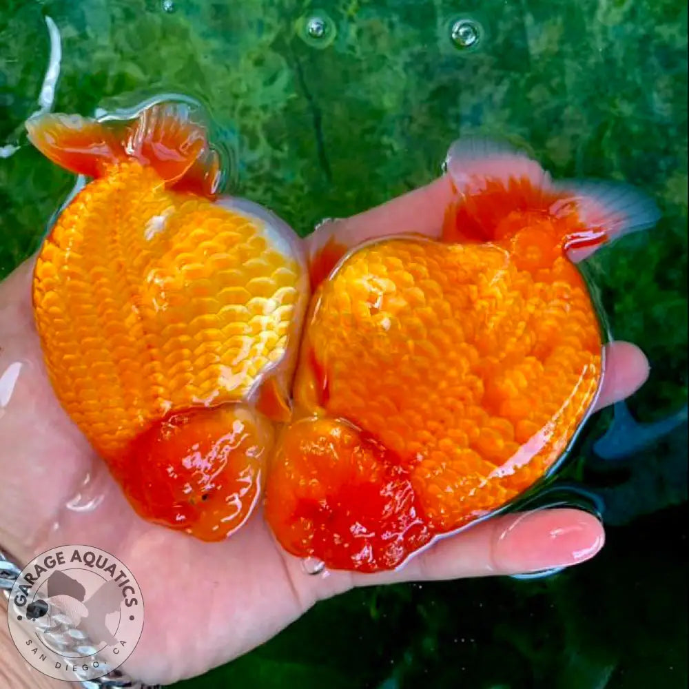 Live Fancy Goldfish Premium Select Our Choice Thai Hybrid Ranchu Big Structure/Giant TVR RED (Our Choice) GOLDFISH