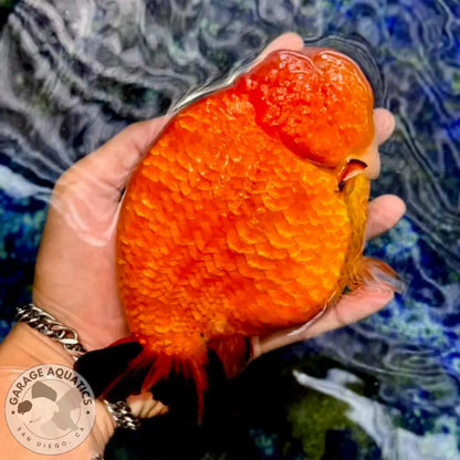 Live Fancy Goldfish Premium Select Our Choice Thai Hybrid Ranchu Big Structure/Giant TVR RED (Our Choice) GOLDFISH