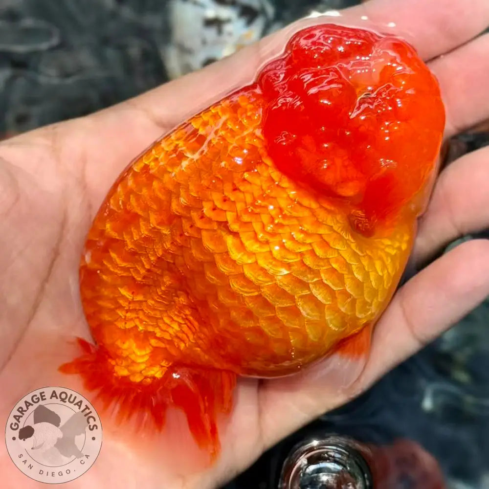 Live Fancy Goldfish Premium Select Our Choice Thai Hybrid Ranchu Big Structure/Giant TVR RED (Our Choice) GOLDFISH